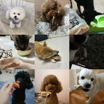 펫그램 부산대점