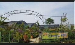 내포야생화