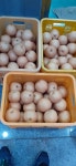 풍산서점.문구.토인건강원 | 풍산건강원