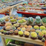 해뜨는다육마을