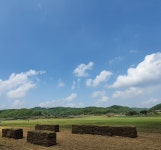 삼일잔디