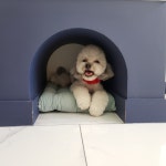 도그살롱