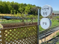 이안에들꽃