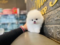 베이비몽 강아지분양 인천청라점