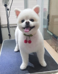 샴푸하는강아지
