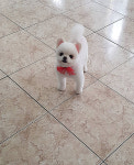 샴푸하는강아지
