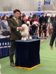 마이티애견미용학원