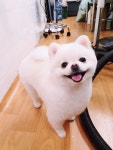 애견마트