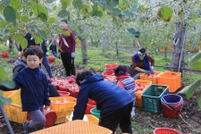 호야네 애플파파 농장