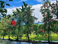 호야네 애플파파 농장