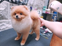 애견마트