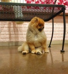 어썸 강아지 호텔 & 유치원