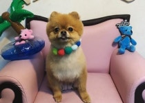 신월동물병원