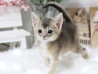 고양이분양 전문 달루나캣츠 마포점