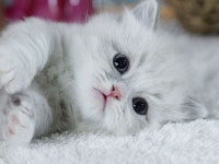 고양이분양 전문 달루나캣츠 마포점