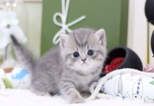 고양이분양 전문 달루나캣츠 마포점