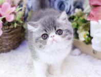 고양이분양 전문 달루나캣츠 마포점