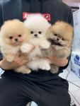 도그얌