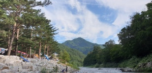 샘골솔밭야영장
