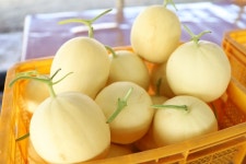 요한멜론농장
