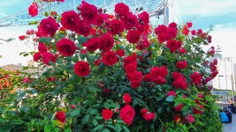 한성부동산 공인중개사 사무소