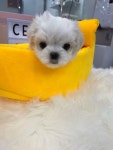 셀럽퍼피
