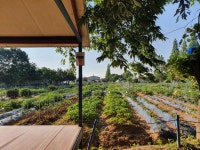 늘푸른주말농장