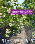 하동블루베리드림농장