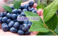 하동블루베리드림농장