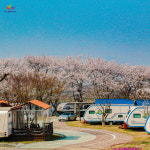 패밀리랜드 카라반 캠핑장