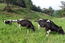 한국관악협회 금산군지부