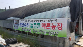 수신메론 늘푸른농장