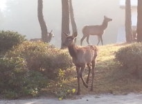 풍천사슴농장