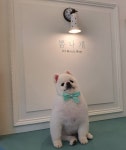 뽐나개