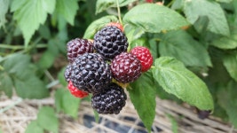 고창복분자오디농장