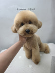 멍뭉살롱