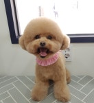 도그살롱