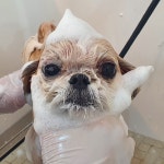 멍뭉살롱
