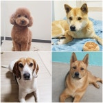 토미펫샵