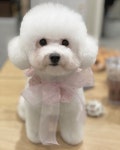 써니네애견카페