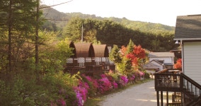 오후의 숲