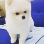 폼나개