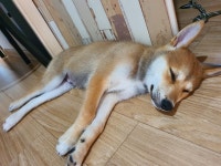하늘바라기민박