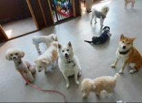 하울애견유치원