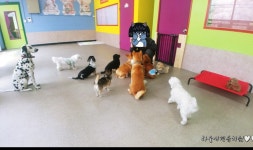 하울애견유치원