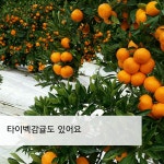 현이네 감귤농장