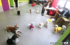 하울애견유치원