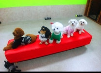 하울애견유치원