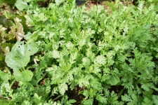 소불고기 우렁쌈밥 & 생선구이