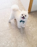 뽐나개